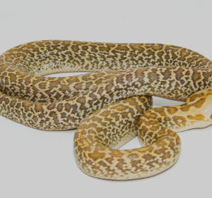 granite burmese python for sale