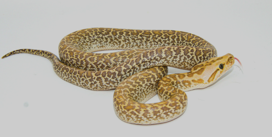 granite burmese python for sale