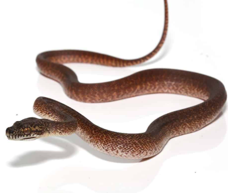 granite carpet python for sale granite carpet python for sale