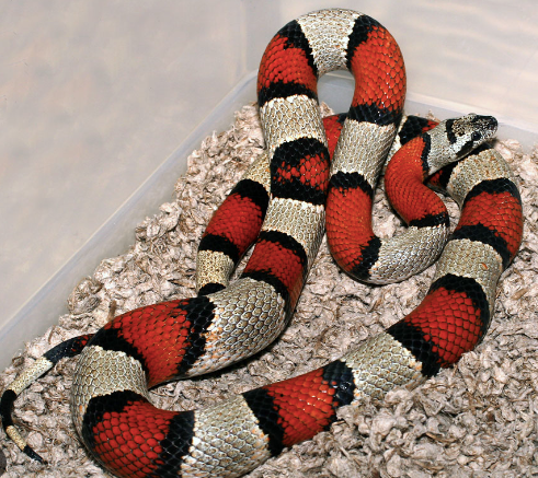 gray banded kingsnake for sale