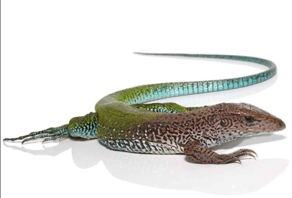 green ameiva for sale