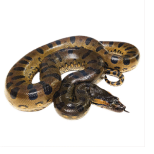 green anaconda for sale