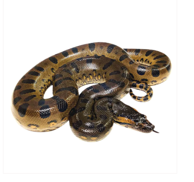 green anaconda for sale