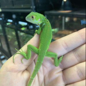 green iguana for sale