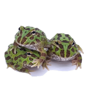 green pacman frog for sale