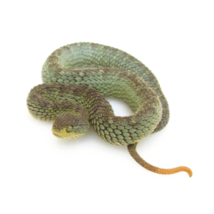 green squamigera bush viper for sale