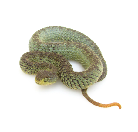 green squamigera bush viper for sale