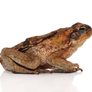 guyana giant marine toad for sale