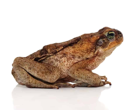 guyana giant marine toad for sale
