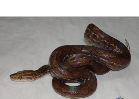 guyana rainbow boa for sale