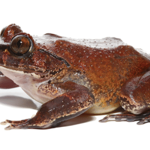 hairy frog for sale