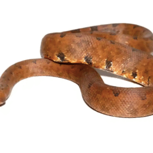 halmahera ground boa for sale