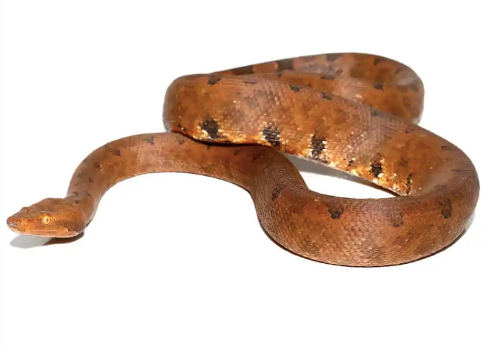 halmahera ground boa for sale
