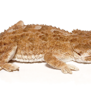 helmeted gecko for sale