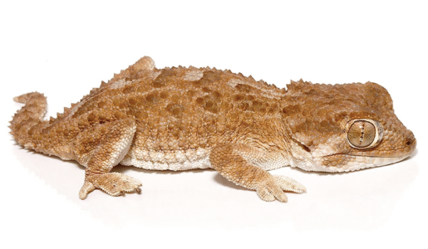 helmeted gecko for sale