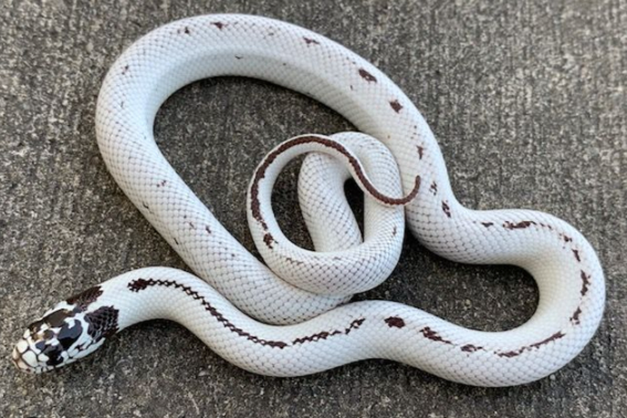 high white california kingsnake for sale