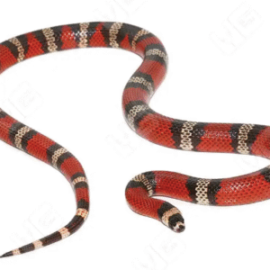 honduran milk snake for sale