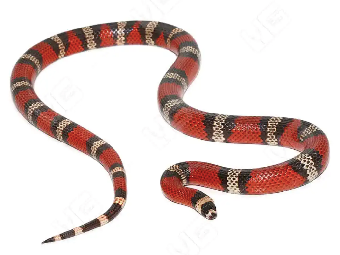 honduran milk snake for sale