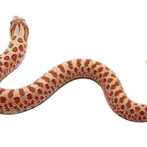 hypo western hognose snake for sale