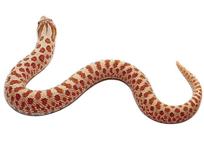 hypo western hognose snake for sale