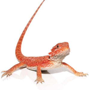 inferno bearded dragon for sale