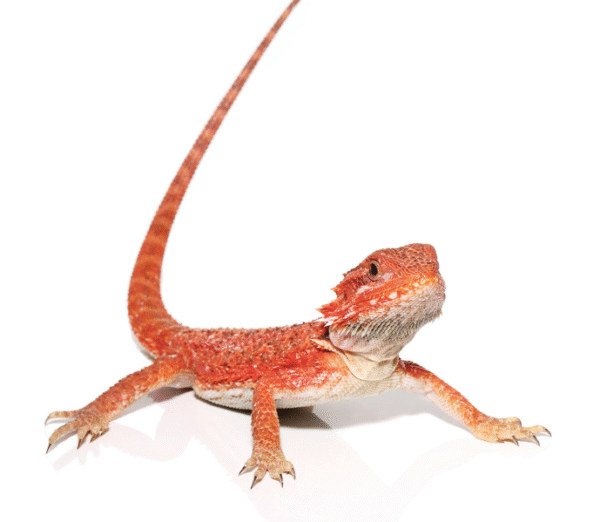 inferno bearded dragon for sale