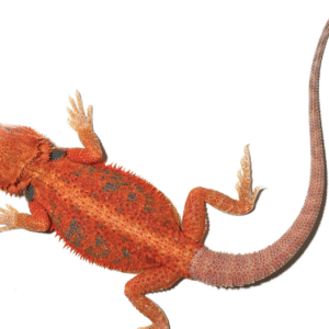 inferno blue bar bearded dragon for sale 11 14 inch