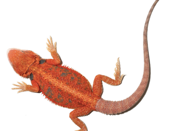inferno blue bar bearded dragon for sale 11 14 inch