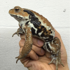 japanese toad for sale