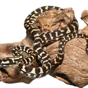 jungle carpet python for sale