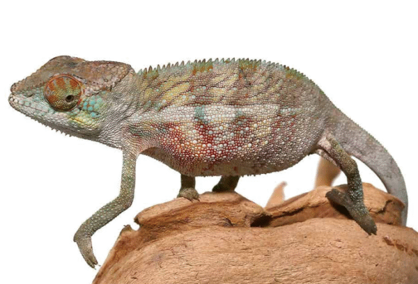 panther chameleon for sale