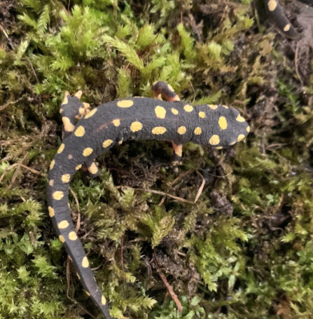lake urmia newt for sale