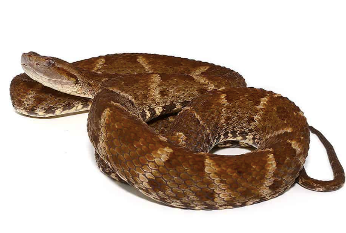 lancehead viper for sale