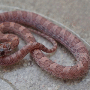 lavender blood red corn snake for sale