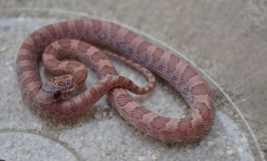lavender blood red corn snake for sale