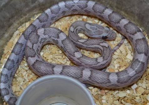 lavender corn snake for sale