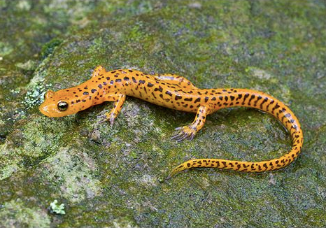 long tail salamander for sale