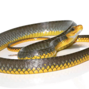 machete snake for sale