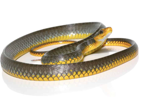 machete snake for sale
