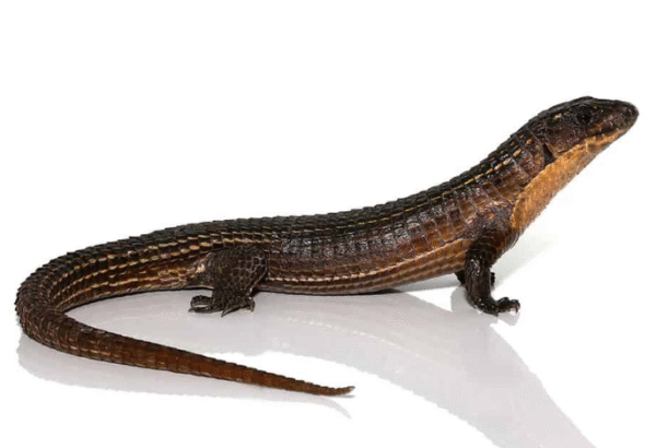 major plated lizard for sale