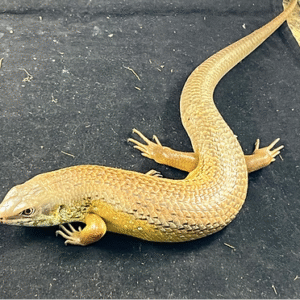 major skink skink for sale