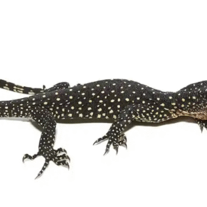 solomon island mangrove monitor for sale