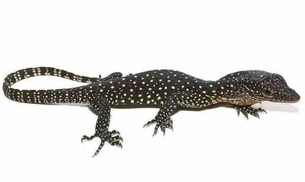 solomon island mangrove monitor for sale