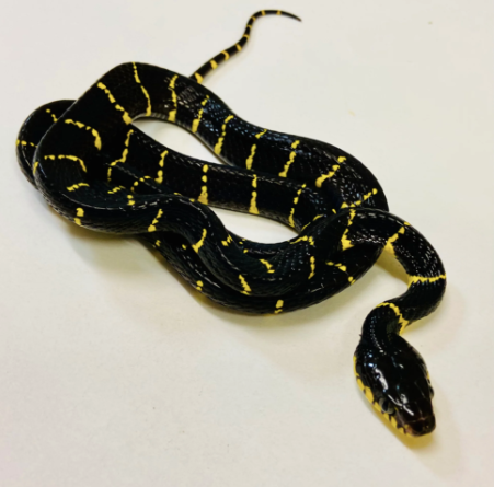mangrove snake for sale