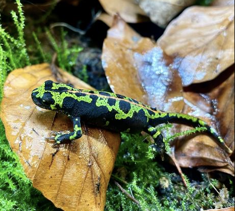 marbled newt for sale marbled newt for sale
