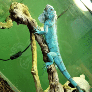 miami blue iguana for sale