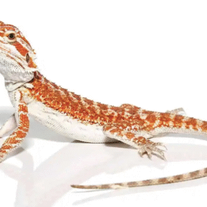 molten lava bearded dragon for sale