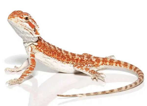 molten lava bearded dragon for sale