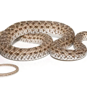 montpellier snake for sale