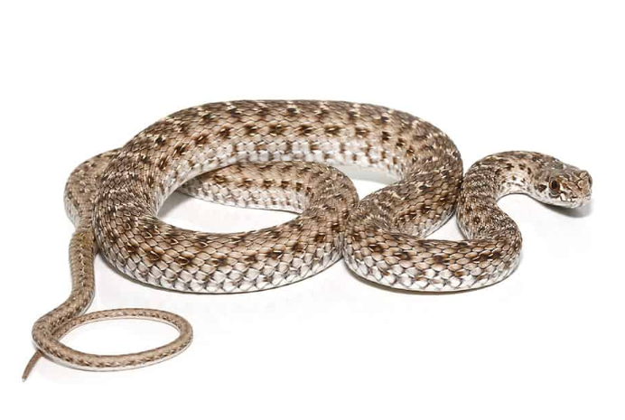 montpellier snake for sale